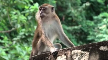 George Town, Malezya: uzun kuyruklu yengeç yiyen bir macaque ağaçta tüneyerek bitki örtüsünün tadını çıkarıyor. Primatlar, ormanlar, mangrovlar ve kentsel alanlar gibi çeşitli ortamlarda yaşarlar..