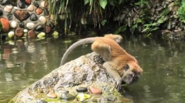 In George Towns Malaysian forest, a Macaca fascicularis, otherwise known as a crab-eating macaque, taking a sip from a pond. This particular primate is native to the Southeast Asian region.