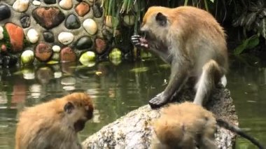 Crab-eating macaques having a blast at a pond in George Town, Malaysia. These long-tailed monkeys typically inhabit forests, mangrove swamps, and even cities.
