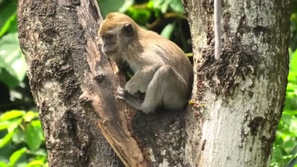 Close View Long Tailed Macaque Munching Some Plants Forest George — Wideo stockowe