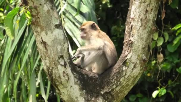 Длиннохвостый Крабоедный Макак Дереве Поедающем Растения Лесу Джорджтауна Малайзии Приматы — стоковое видео