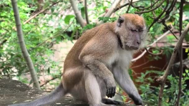 Old Adult Long Tailed Crab Eating Macaque Munching Plants George — Stockvideo