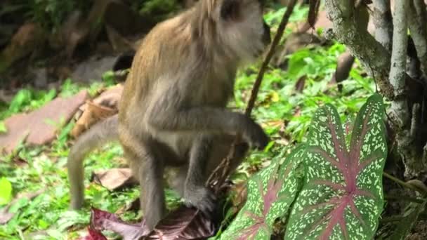 Długonogonowa Makakowa Małpa Widziana Lesie George Town Malezji Żerująca Roślinności — Wideo stockowe