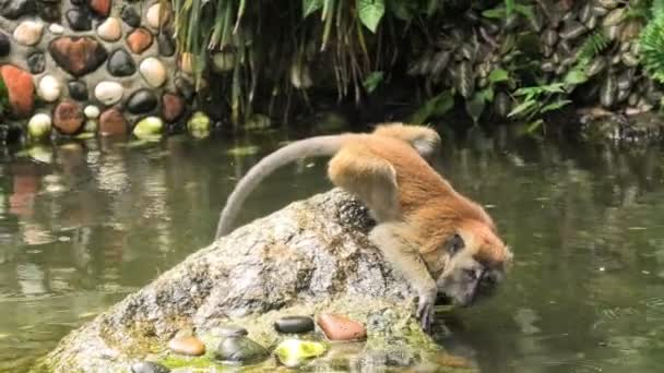 Dans Forêt Malaisienne George Towns Macaca Fascicularis Également Connu Sous — Video