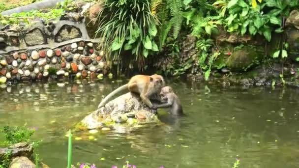 Tight Shot Long Tailed Crab Eating Macaques Enjoying Pond Forest — Stok video