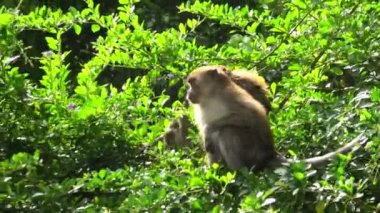 Details of Long-tailed crab-eating macaques enjoying munching on vegetation in a George Town forest of Malaysia. This species is found in a variety of environments, such as woods, mangroves and towns