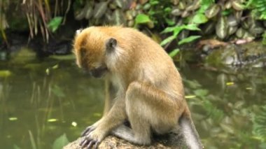 George Town 'daki Balathandayuthapani Tapınağı' nın Macaca fascicularis adlı uzun kuyruklu makağı yengeç yiyen makağı vardır. Güneydoğu Asya 'ya özgü bir primat türü..
