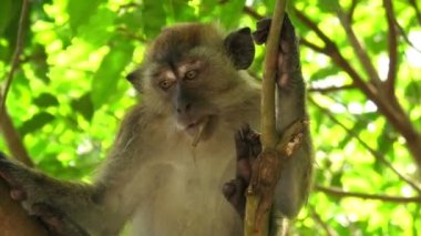 monkey crab-eating macaque, Macaca fascicularis, is a species of primates native to Southeast Asia and is found in the Balathandayuthapani Temple forest of George Town, Malaysia.