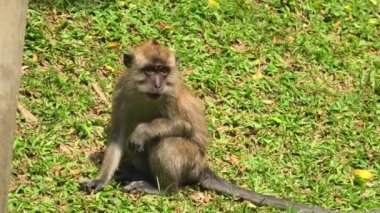 long-tailed macaque, Macaca fascicularis, found in Malaysian park of Balathandayuthapani Temple, George Town. Also known as the crab-eating macaque and is a native primate species of Southeast Asia.