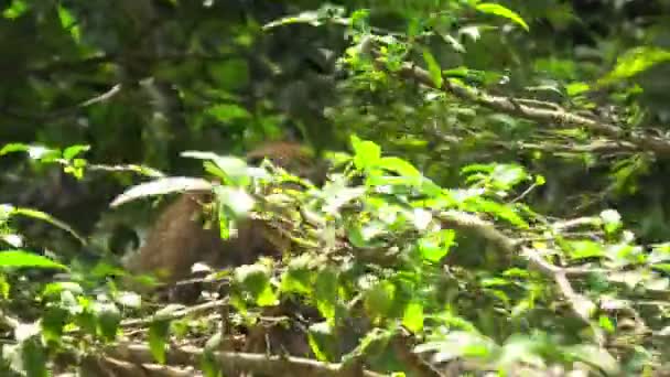Blízký Pohled Dlouhoocasé Macaque Žvýkání Některých Rostlin Lese George Town — Stock video