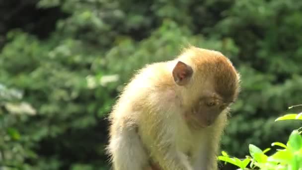 Gros Plan Sur Des Plans Jeu Restauration Macaque Mangeant Crabe — Video