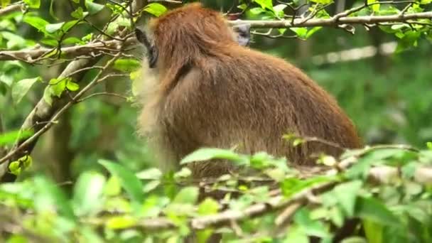 Långstjärtad Makak Som Äter Blommor Macaca Fascicularis Finns Malaysiska Skogen — Stockvideo