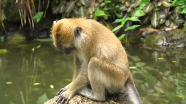 马来西亚森林中的巴拉坦达亚图萨帕尼寺的乔治城长尾猕猴 马卡鱼 Macaca Fascicularis 又称蟹食猕猴 原产于东南亚的灵长类灵长类动物 — 图库视频影像