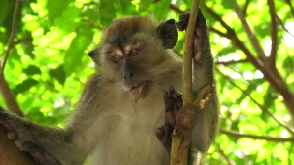 Macaca Fascicularis Una Especie Primates Nativa Del Sudeste Asiático Encuentra — Vídeo de stock