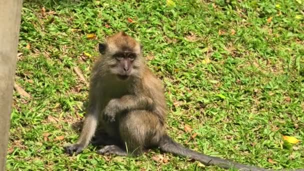 Long Tailed Macaque Macaca Fascicularis Found Malaysian Park Balathandayuthapani Temple — Stock Video