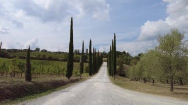 The poplar trees road in the vineyards of Tuscany winegrowing village Montalcino in Tuscan-Emilian apennines. Italian countryside and famous wine tasting region. Tuscany region of Italy