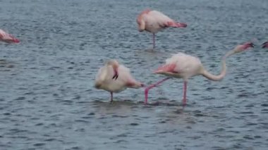 Two male greater flamingos fighting for the female in the water in Camargue area of France. Phoenicopterus roseus species, living in Africa, India, the Middle East, and Southern Europe.