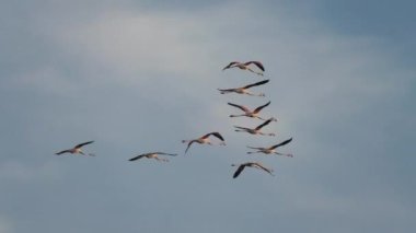 A flock of Greater flamingos flying in the blue sky of France. Phoenicopterus roseus species, living in Africa, the Indian subcontinent, the Middle East, and southern Europe.