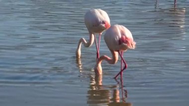 Fransa 'nın Camargue gölünün dibinde beslenen bir çift pembe büyük flamingo. Afrika, Hindistan, Orta Doğu ve Güney Avrupa 'da yaşayan Phoenicopterus gül türleri..