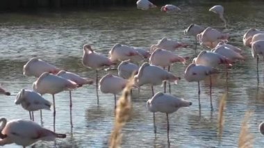 Gün batımında Fransa 'nın Camargue gölünde uyuyan pembe bir flamingo sürüsü. Afrika, Hindistan, Orta Doğu ve Güney Avrupa 'da yaşayan Phoenicopterus gül türleri..