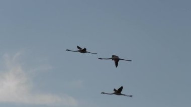 Gün batımında Camargue 'de Fransa' nın mavi gökyüzünde uçan daha büyük flamingolar. Afrika 'da yaşayan Phoenicopterus gülü türleri, Hint alt kıtası, Orta Doğu ve güney Avrupa.