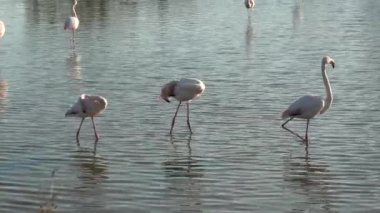 Pink greater flamingo cleaning in the water in the sun of sunset. Camargue wildlife of France. Pink flamingo species of Europe: Phoenicopterus roseus.