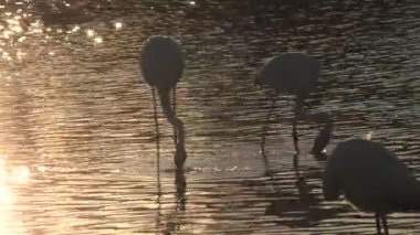 Gün batımında Fransa Camargue 'de bir göletin dibinde beslenen arka ışıklandırmalı iki büyük flamingo. Afrika, Hindistan, Orta Doğu ve Güney Avrupa 'da yaşayan Phoenicopterus gül türleri..