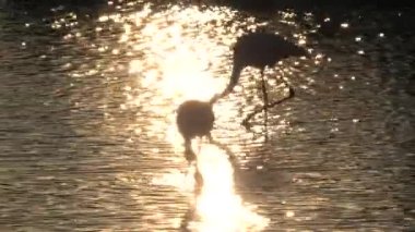 backlit couple of Greater flamingos feeding on the bottom of a pond in Camargue of France at sunset. Phoenicopterus roseus species, living in Africa, India, the Middle East, and Southern Europe.