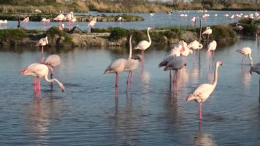 Pembe büyük flamingolar gün batımında Fransa 'nın Camargue gölünde yiyecek arıyorlar. Afrika, Hindistan, Orta Doğu ve Güney Avrupa 'da yaşayan Phoenicopterus gül türleri..