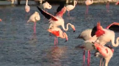 Pembe büyük flamingo çiftleri Fransa 'nın Kamp bölgesinde çiftleşiyorlar. Phoenicopterus gülü. Pembe flamingo Afrika, Hindistan, Orta Doğu ve Güney Avrupa 'da bulunur..