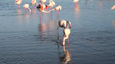 Erkek flamingo çiftleştikten sonra dişisi için başka bir erkeğe karşı savaşıyor. Phoenicopterus gülü türü. Pembe flamingo Afrika, Hindistan, Orta Doğu ve Güney Avrupa 'da bulunur..