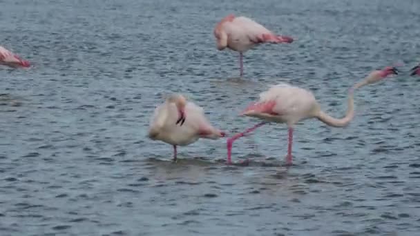 Two Male Greater Flamingos Fighting Female Water Camargue Area France — Video Stock