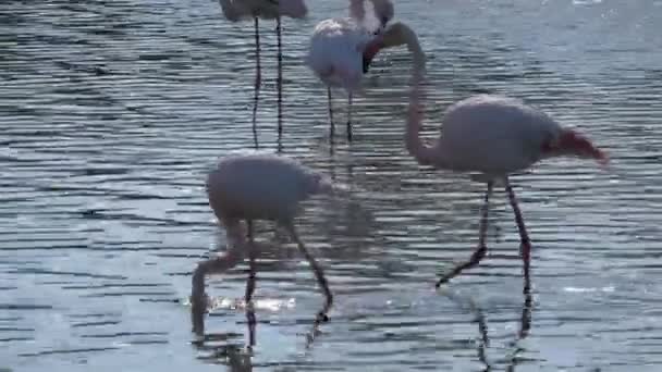 Par Flamingos Grandes Rosa Alimentando Fundo Uma Lagoa Camargue França — Vídeo de Stock