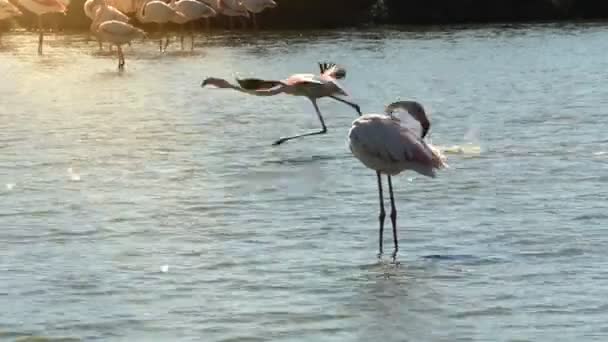 Greater Flamingos Taking Lake France Camargue Fly Away Phoenicopterus Roseus — Vídeo de Stock