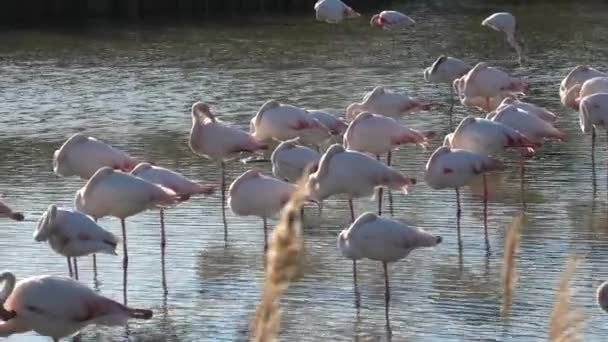 Flock Pink Greater Flamingos Sleeping Lake Camargue France Sunset Phoenicopterus — Vídeo de Stock