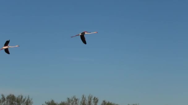 Flock Greater Flamingos Flying Blue Sky France Camargue Phoenicopterus Roseus — 图库视频影像