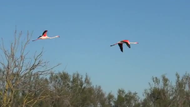Flock Greater Flamingos Flying Blue Sky France Camargue Phoenicopterus Roseus — 비디오