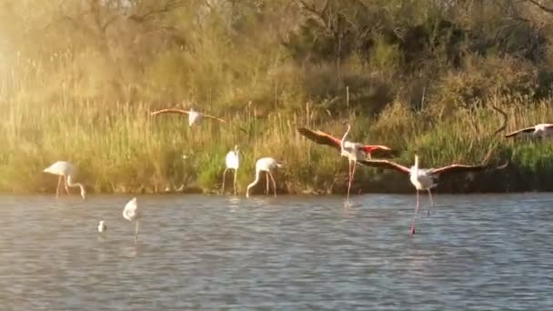 Flock Greater Flamingos Landing Lake France Camargue Phoenicopterus Roseus Species — Vídeo de stock