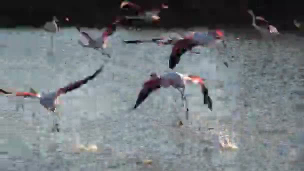 Bando Grandes Flamingos Sair Uma Lagoa França Camargue Phoenicopterus Roseus — Vídeo de Stock