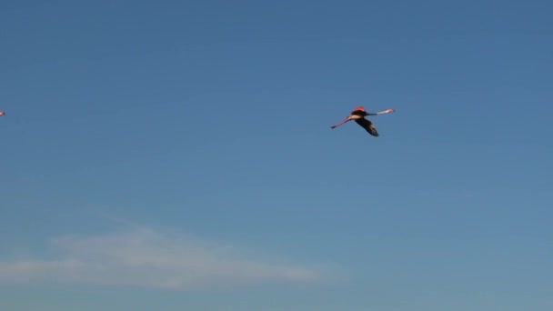 Greater Flamingos Flock Flying Blue Sky France Camargue Phoenicopterus Roseus — Stock videók