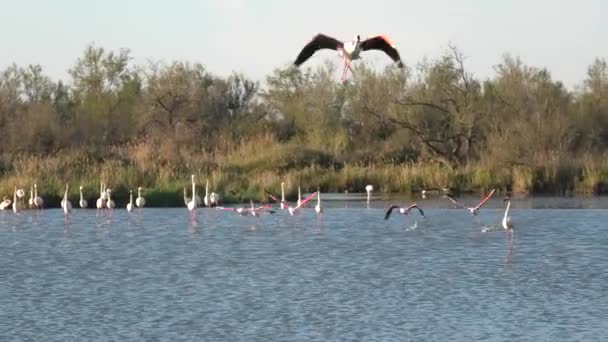 Flying Flock Pink Greater Flamingos Taking Lake France Camargue Phoenicopterus — Stock video