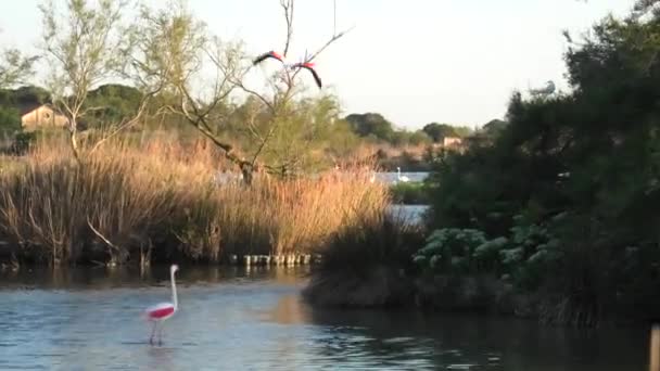 Flock Greater Flamingo Taking Lake France Camargue Phoenicopterus Roseus Species — Video Stock