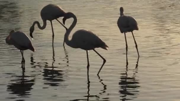 Backlit Pink Greater Flamingos Looking Food Underwater Lake Camargue France — 비디오