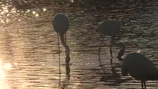 Backlit Couple Greater Flamingos Feeding Bottom Pond Camargue France Sunset — Vídeo de Stock