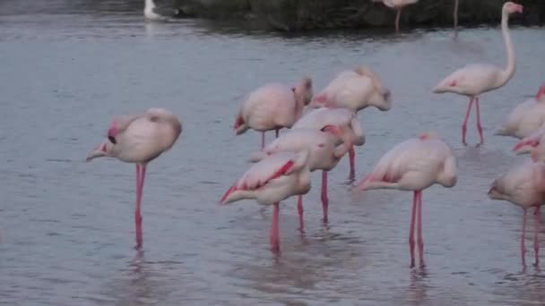 Flock Pink Greater Flamingos Sleeping Lake Camargue France Twilight Phoenicopterus — Stock video