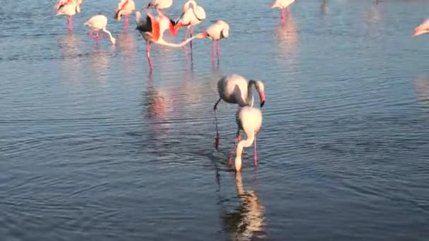 Erkek Flamingo Çiftleştikten Sonra Dişisi Için Başka Bir Erkeğe Karşı — Stok video