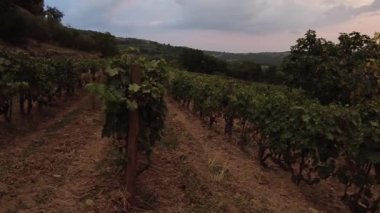 İtalya 'da şarap yetiştiren Montalcino' nun Toskana tersanesi. Gün batımında panoramik manzara Tuscan dağının İtalya kırsalındaki teraslı üzüm bağlarında. İtalya 'nın Toskana bölgesinde şarap bölgesi.