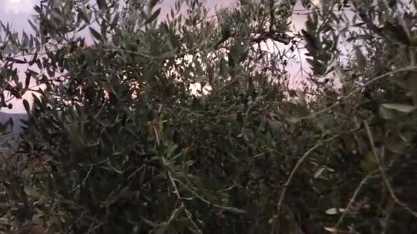 スローモーション 日没時にイタリアの田舎でモンタルチーノのブドウ園のオリーブの木 トスカーナ地方のイタリアワイン産地のトスカーナの山ブドウ畑 — ストック動画