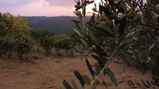 慢动作 在意大利乡村的托斯卡纳葡萄园的橄榄树和日落时的托斯卡纳山 意大利葡萄酒产区的传统葡萄园 意大利托斯卡纳地区 — 图库视频影像