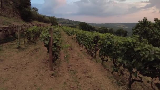 位于意大利乡村托斯卡纳的托斯卡纳葡萄园 Tuscany Winegrowing Village Montalcino 的梯田之间 意大利葡萄酒产区的传统葡萄园 日落时意大利托斯卡纳地区 — 图库视频影像